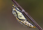 Pupa di Aporia Pupa di Aporia