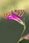 ...doppio sfondo doppie melitaea... ...doppio sfondo doppie melitaea...