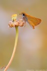 Thymelicus acteon Thymelicus acteon