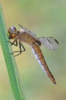 libellula fulva