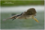 Nitticora(Nycticorax nycticorax)-#2
