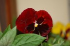Fiore Fiore
