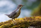 Merlo acquaiolo(Cinclus cinclus)