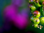 Ribes Ribes
