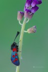 Zygaena oxytropis