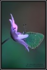 callophrys rubi callophrys rubi