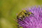 Continuazione della specie Continuazione della specie