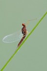 Serratella ignita Serratella ignita