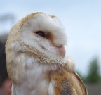 Barbagianni - Tyto alba 2 Barbagianni - Tyto alba 2