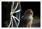 alfa romeo alfa romeo