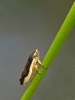 cicalina cicalina