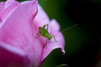 il grillo nella rosa