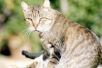 gatto gatto