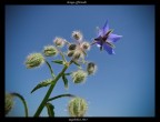 borago officinalis borago officinalis
