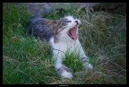 lion inside lion inside