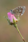 Polyommatus icarus Polyommatus icarus