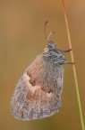 Coenonympha pamphilus