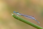 Enallagma Cyathigerum Enallagma Cyathigerum