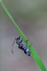 Cerambycidae (?????????) Cerambycidae (?????????)