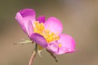 Rosellina selvatica Rosellina selvatica