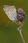 Lycaena tityrus Lycaena tityrus