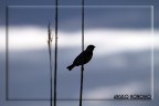 Silhouette Silhouette