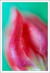 Schlumbergera Schlumbergera