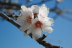 Fiore di mandorlo di li "CHINESI" Fiore di mandorlo di li "CHINESI"