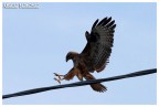 Falco Falco