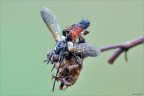 Cylindromya brassicaria Cylindromya brassicaria