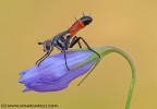 Cylindromyia brassicaria all'alba Cylindromyia brassicaria all'alba