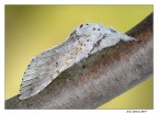 Cerura Vinula