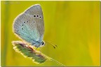 Glaucopsyche alexis Glaucopsyche alexis