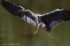 Airone Cenerino (Ardea cinerea) Airone Cenerino (Ardea cinerea)