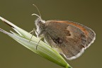 Coenonympha pamphilus in conntroluce