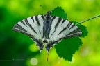 Podalirio (Iphiclides podalirius L.) Podalirio (Iphiclides podalirius L.)