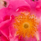 Una ricognizione nel tardo pomeriggio in questo giardino per documentare qualche specie di rosa presente: la maggior parte delle piante, in beffa al periodo, dovevano ancora sbocciare perci� mi sono dovuto limitare a ritrarre al fine documentaristico le speci presenti, da inviare poi ai gestori per la pubblicazione del sito.
Preciso che per questo nessuno mi ha pagato n� mi pagher�, al massimo ricever� uno sconto sull'acquisto delle rose.