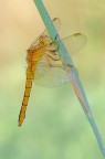 Crocothemis erythraea