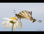 The king Machaon The king Machaon