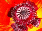 nel cuore