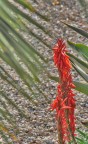 Fiore Fiore
