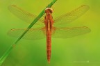 Crocothemis erythraea (maschio immaturo)
