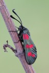 Zygaena Zygaena
