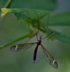 mai mollare la presa