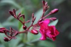 fiore fiore