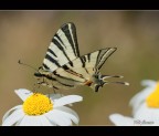 Sul bel fiore Sul bel fiore