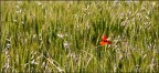 SOLITARIO SOLITARIO
