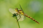 libellula