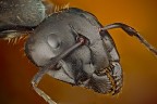 *** Camponotus vagus ***
Prova con obbiettivo per microscopio
Link HD: http://farm3.static.flickr.com/2527/5785677962_0d9b41108d_o.jpg