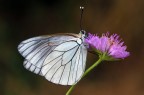 Aporia Crataegi Aporia Crataegi
